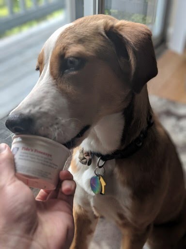 Beagle enjoying a delicious Freezzy