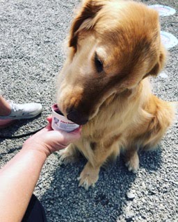 Dog with golden fur slurping on a Freezzy from its owner's hand.